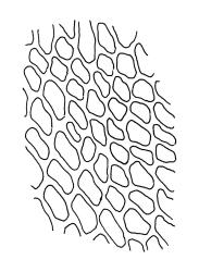 Bryum laevigatum, upper laminal cells. Drawn from D. Petrie s.n., Nov. 1893, CHR 516751.
 Image: R.C. Wagstaff © Landcare Research 2015 